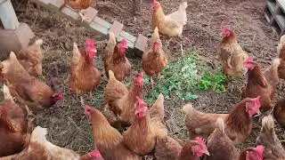 Hens cackling...