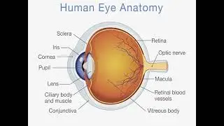 Gould patho Chapter 15  Disorders of the Eyes, Ears, and Other Sensory Organs revised 1