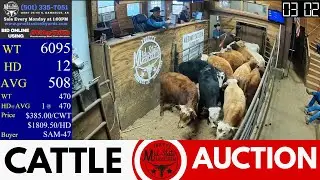 Central Arkansas Cattle Trading LIVE | Pruitt&rsquo;s Mid-State Stockyards | Jan 12, 2026