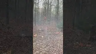 12 GAUGE SLUG VS DOE! #deerhunting #shotgun #venison #dropped #shorts #4k