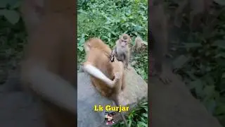 Itna Bada Kida 😰😰 #funny #comedy #monkey