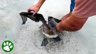 Kind Strangers Free Tangled Pelican 👏🏼❤️