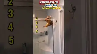 Ranking best cat jumps fail #cutekittenvideos #cat #memes
