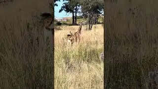 And then a young #giraffe and his/her #family wonderful #wildlife
