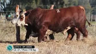 LOTE 9 RP 201909 20595