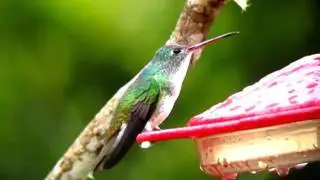 Andean Emerald - Amazilia franciae - Anori, C Andes