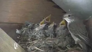 Spotted Flycatcher Family