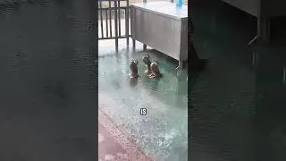 This is why Ducks Just Stand in the Rain #animals #duck #shorts