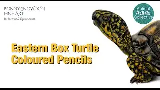 Animal Artists Collective - drawing an Eastern Box turtle with Coloured pencils
