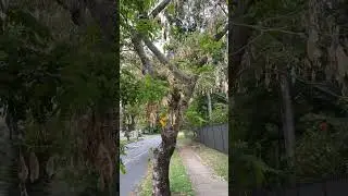 Shak Shak tree (Albizia lebbeck); native to the Indian subcontinent and Myanmar
