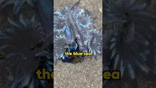 the Enigmatic Blue Sea Dragon #shorts #seadragonnest #slugger #cute