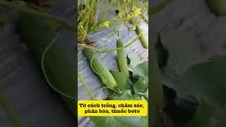 Trồng ntn để dưa leo sai quả #trinongseeds #agriculture #cumcumber #harvest  #highyield
