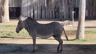 Zebra & Ostrich - Reid Park Zoo, Tucson 