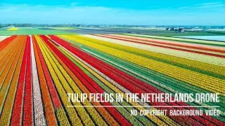Tulip Fields In The Netherlands Drone | No Copyright Background Video | Romance Post BD