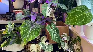 What potting medium/soil mix I use for my Aroids and for most of my plants - NO SECRETS!