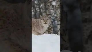 Lynx The Silent Snow Hunter!