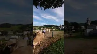 Viehschau Heiden - Auszug