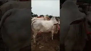 heaviest and most beautiful cow from chausa Mandi  |Kolkata cow 2024  | #shorts #viral #trending
