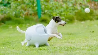 Step-by-Step Fetch Training for Pets | iRetriever Dog Ball Launcher