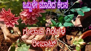 #ಗುಲಾಬಿ_ಗಿಡಗಳ_ರೀಪಾಟ್//