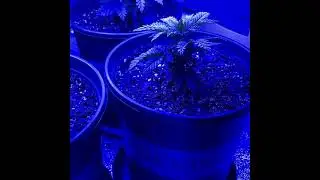 Wacky Farms - G13 (23% THC!) Cannabis Grow Journal - Veg Stage - Week 1