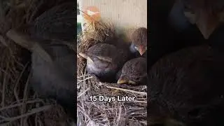 Sparrow Chick Siblings First to Last Day in Nest!