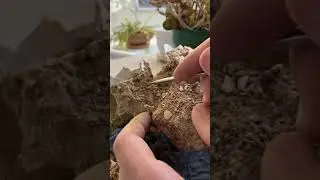 Fossil preparation #fossilprep #fossilhunting