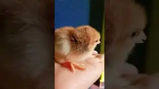 Cute little Hen 😍 #short#trendingshorts#cutenessoverload#yttrending#birdslovers#cutevideo