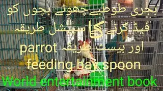 It's All About (The) BABY PARROT HAND FEEDING and bay spoon Why My BABY PARROT HAND FEEDING