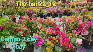 Thứ hai 22_12 compo 2 cây 5 cây đẹp bao ship toàn quốc ☎️ 0842 611 244. CTMT 