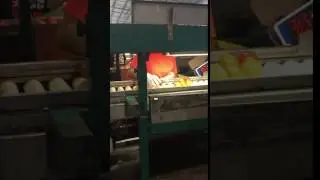 Tomato packing - manual sorting 1