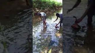 Gamefowl training method (jungle massive)