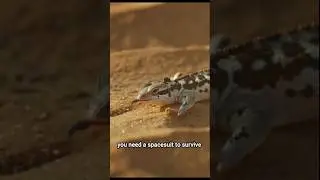 Fringe-toad lizard#desert land