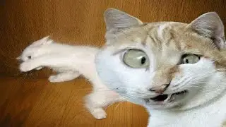 LES CHATS LES PLUS DR&Ocirc;LES AU MONDE A MOURIR DE RIRE COMPILATION ! ESSAYER DE NE PAS RIRE 100% FAIL !