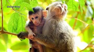 Little monkey kidnapped baby Celine from baby Calvin