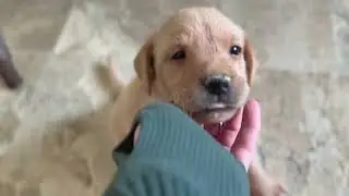 River Stone | Olive x Boris | 5-week-old British Labrador Puppies