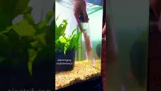 Aquael gravel cleaner #shorts #subscribe #newvideo #trending #viral #youtube #maintanence