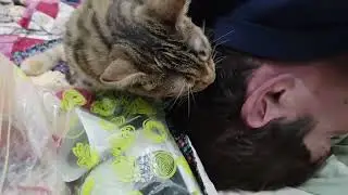 Pretzel the kitten decides human needs a wash