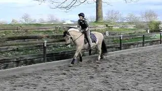 Galopp links Zeitlupe 2