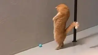 Hilarious Animal Will Make You Smile #52