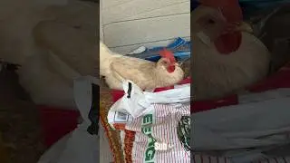 Farm Fresh Eggs 🥚 everyday.