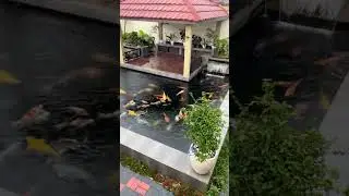 TROPICAL GARDEN KOI POND