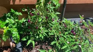 Garden Diary May 31, 2019