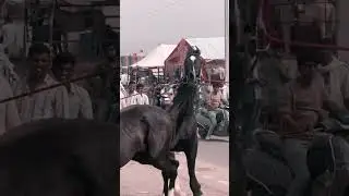 Horse fight Pushkar 2025 #horseshow #pushkar #camelfair