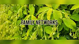 Family Networks