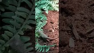 Cute CBB baby savannah monitors