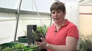 Как пикировать рассаду - Plantpassion