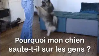 Pourquoi mon chien saute sur les gens