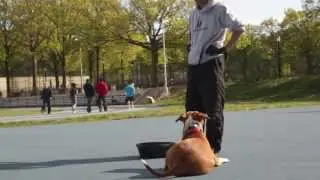 Practice Makes Perfect Dog Training Queens NY - Bullet the Pit Bull - Down/Stay Real time exercise