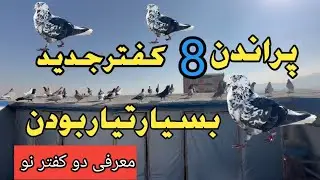 پراندن 8 کفتر نو از مزارشریف بسیار تیار بود ن ببيند او لذت ببرید 